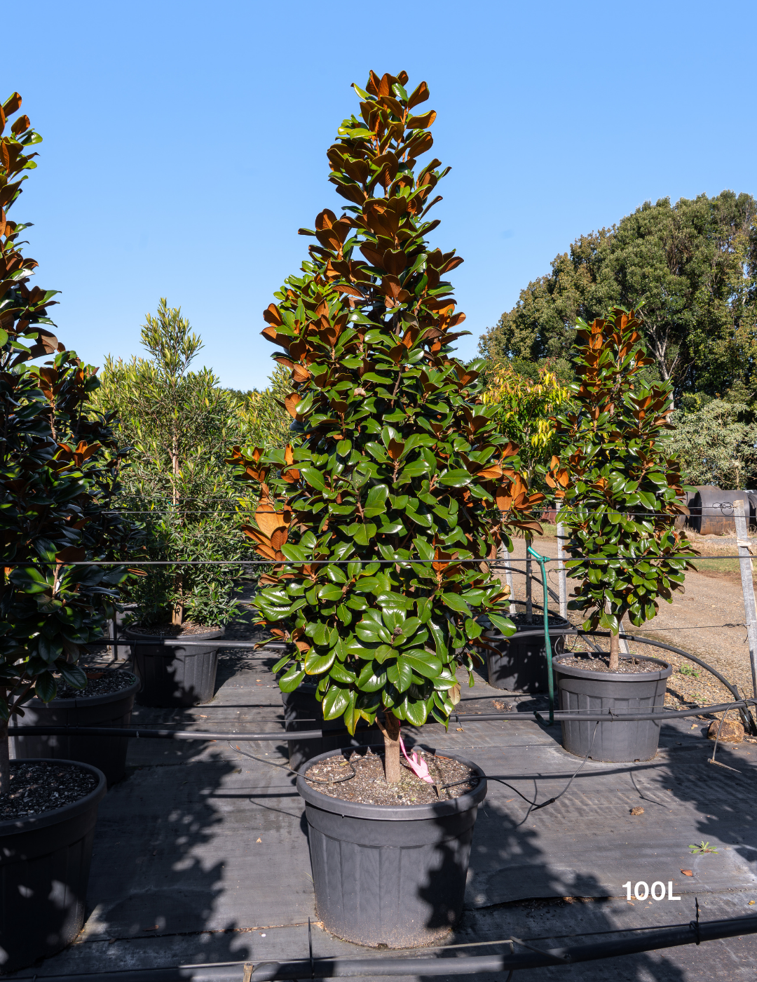 Magnolia grandiflora 'Teddy Bear'