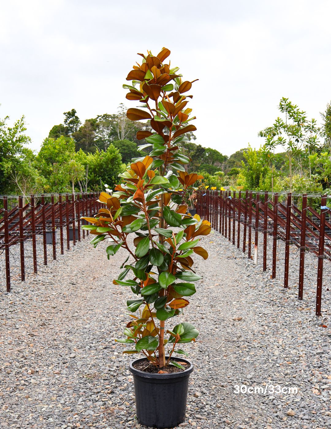 Magnolia grandiflora 'Teddy Bear'