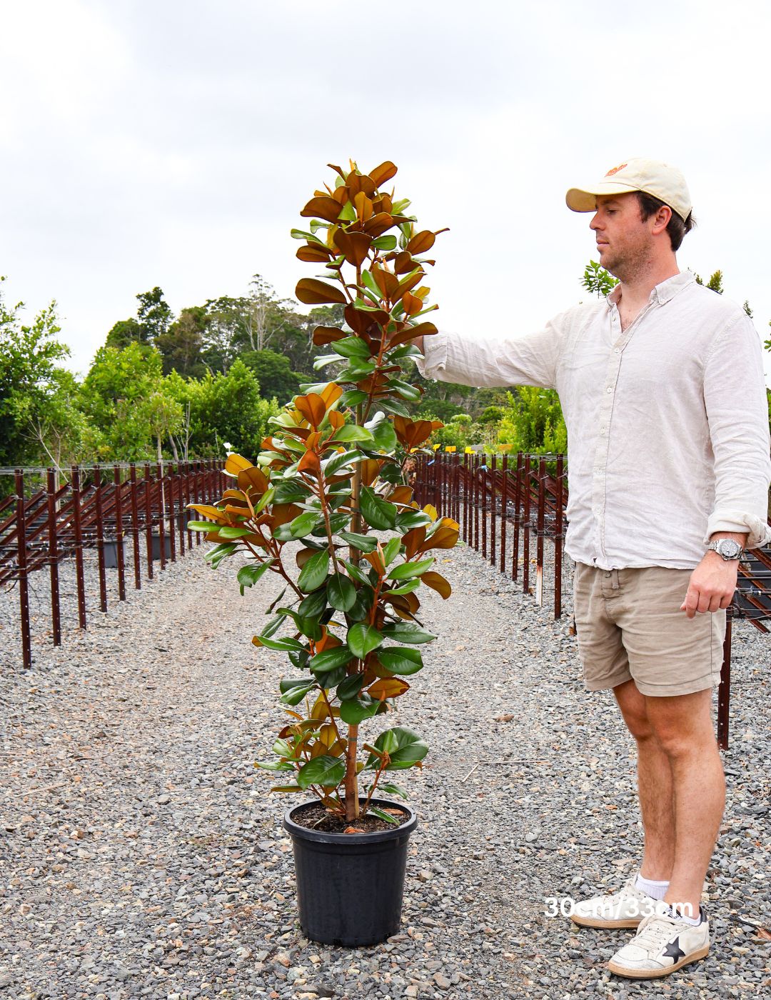 Magnolia grandiflora 'Teddy Bear'