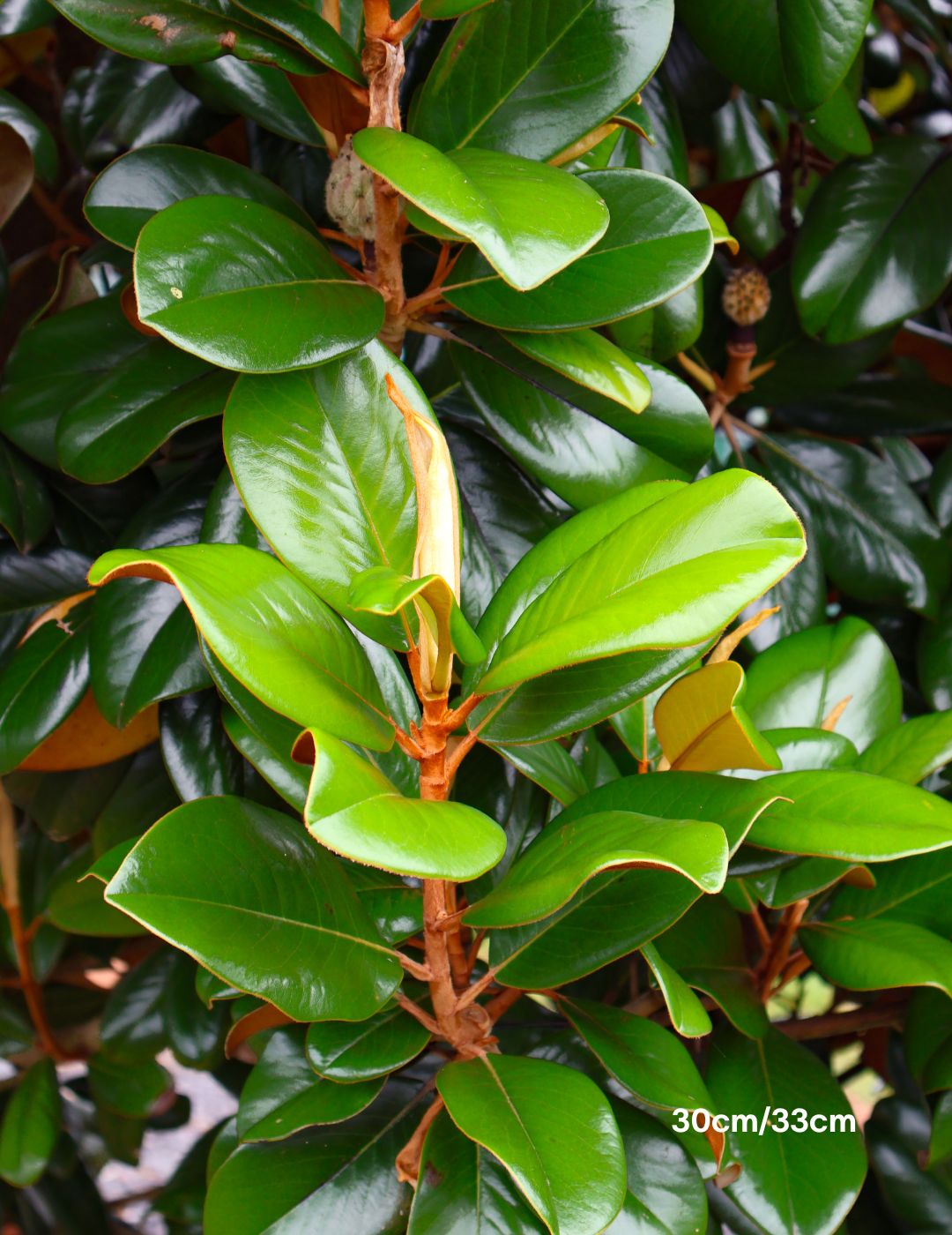 Magnolia grandiflora 'Teddy Bear'