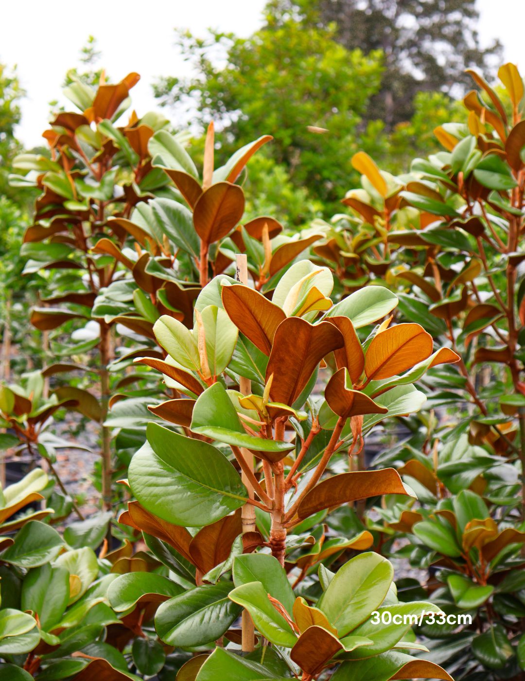 Magnolia grandiflora 'Teddy Bear'