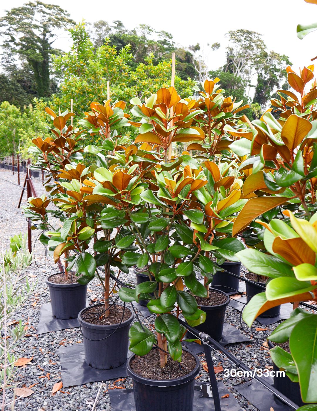 Magnolia grandiflora 'Teddy Bear'