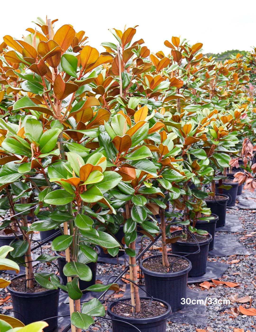 Magnolia grandiflora 'Teddy Bear'