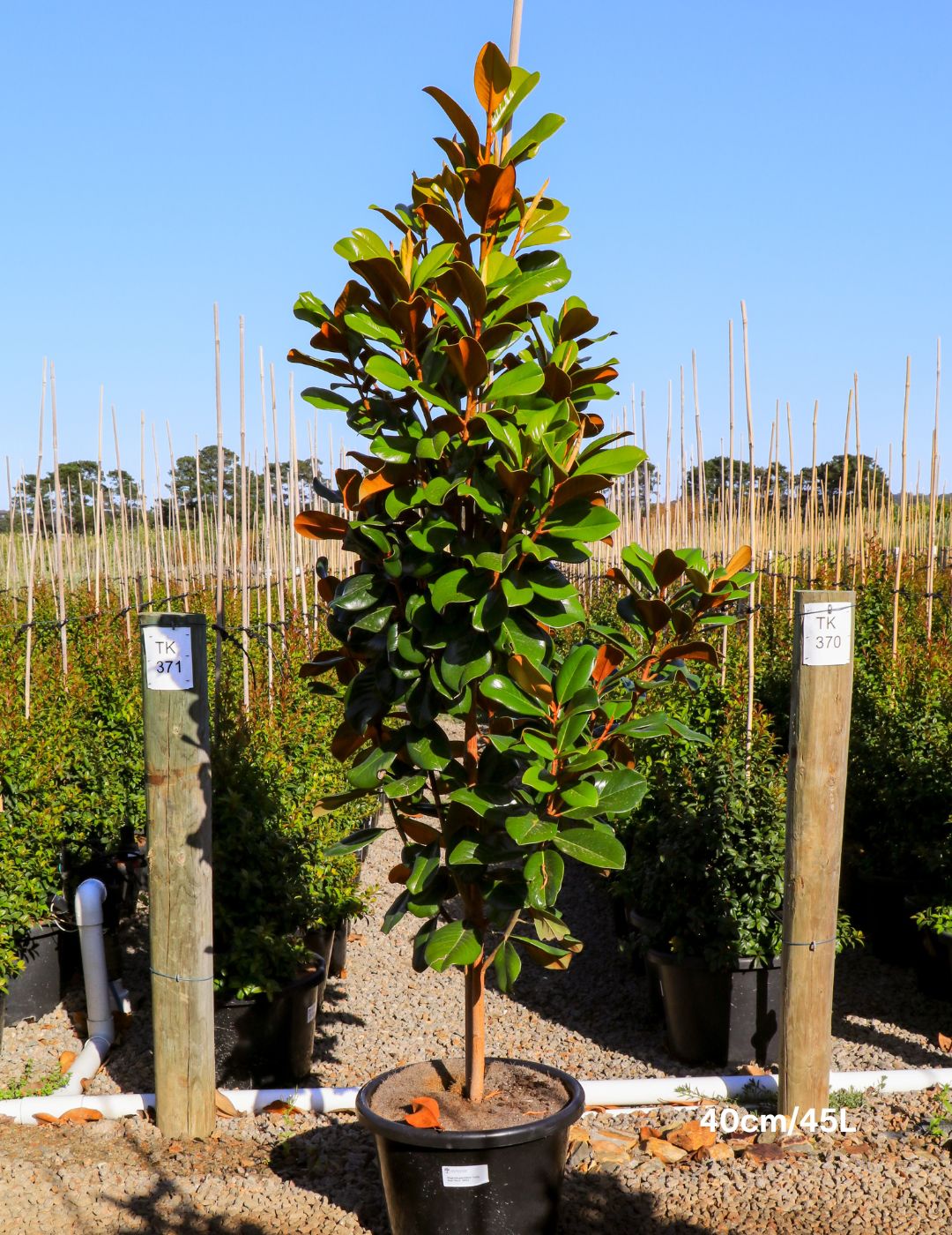 Magnolia grandiflora 'Teddy Bear'