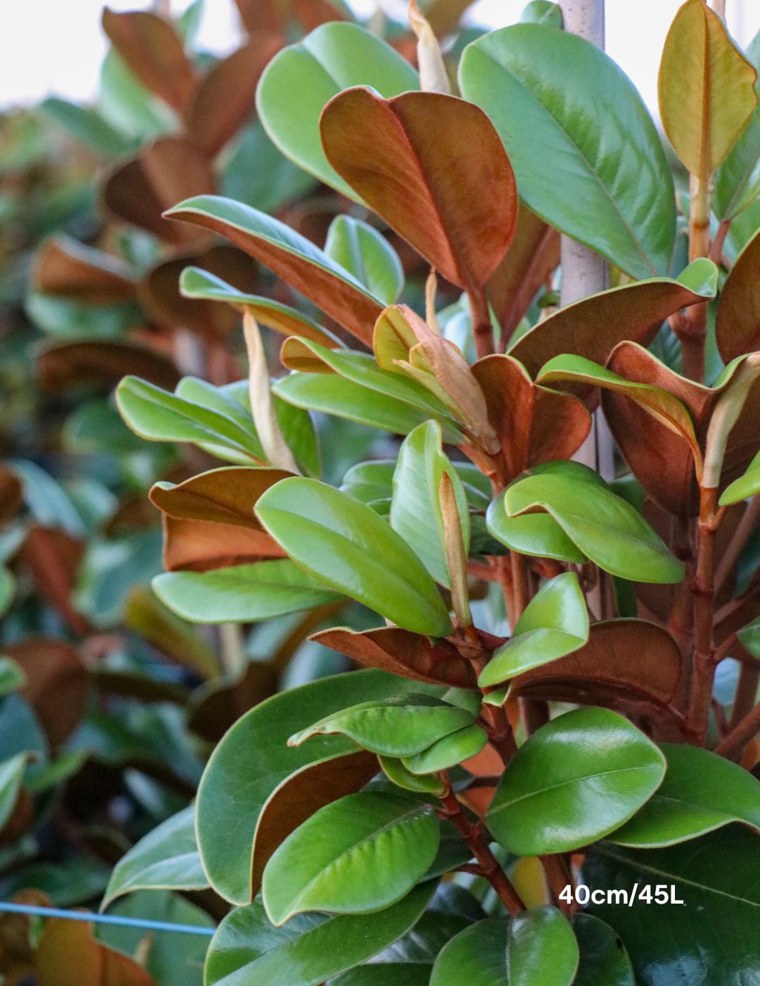 Magnolia grandiflora 'Teddy Bear'