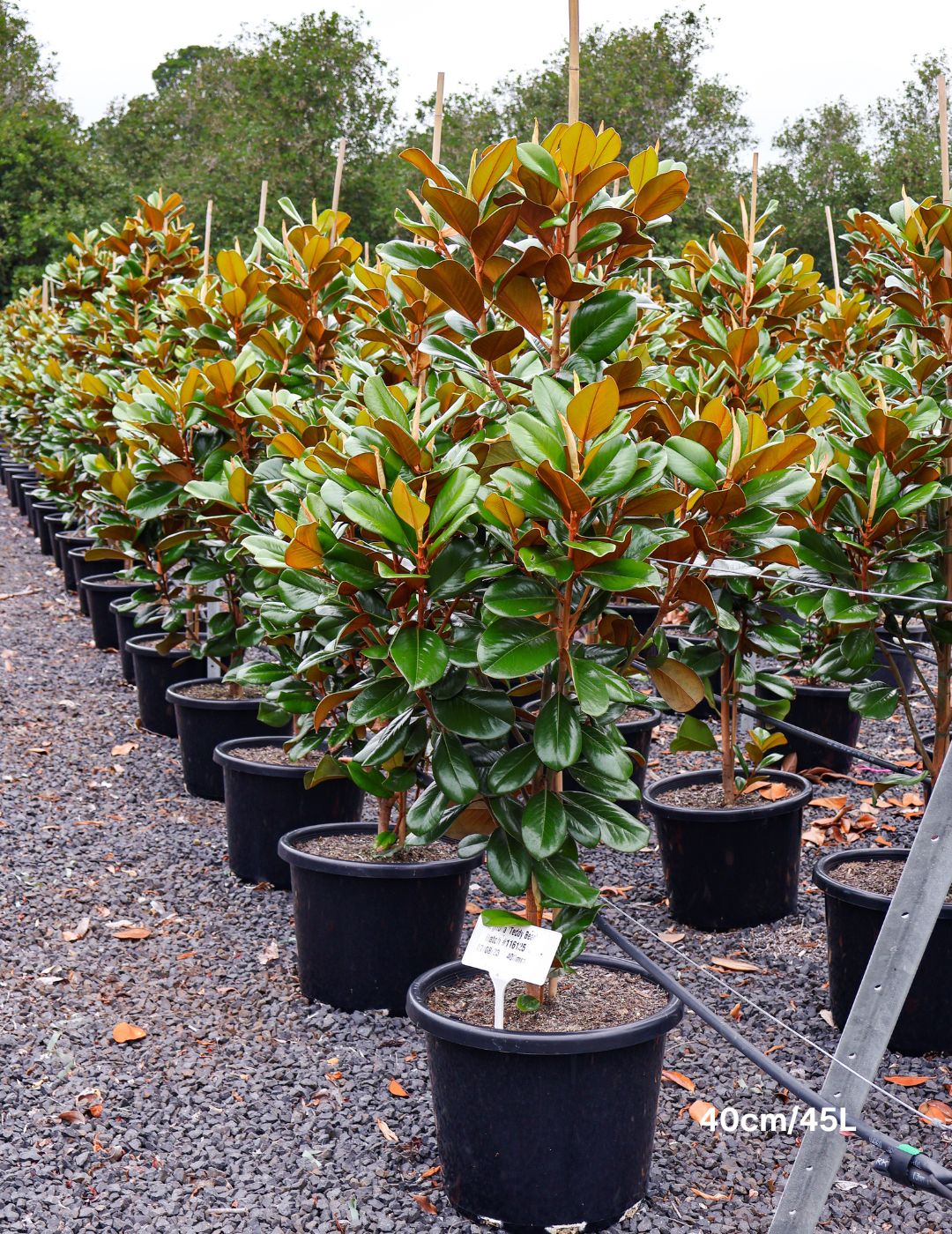 Magnolia grandiflora 'Teddy Bear'