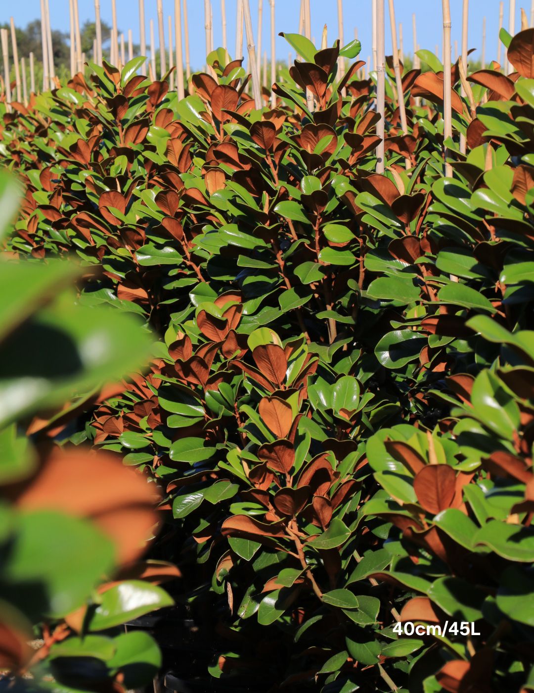 Magnolia grandiflora 'Teddy Bear'