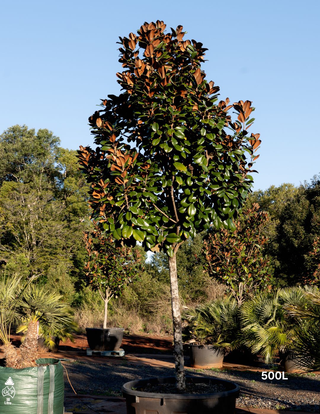 Magnolia grandiflora 'Teddy Bear'