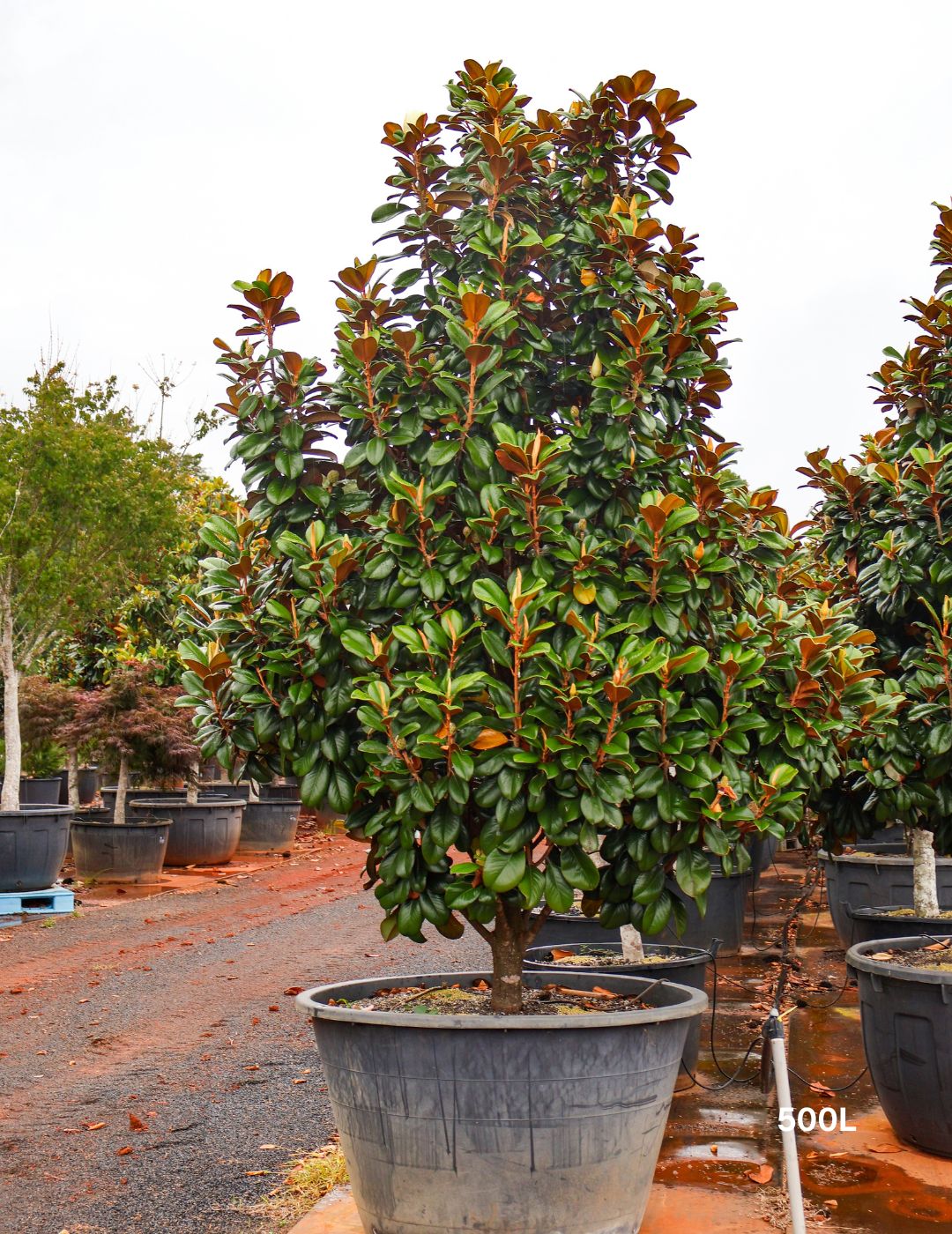 Magnolia grandiflora 'Teddy Bear'