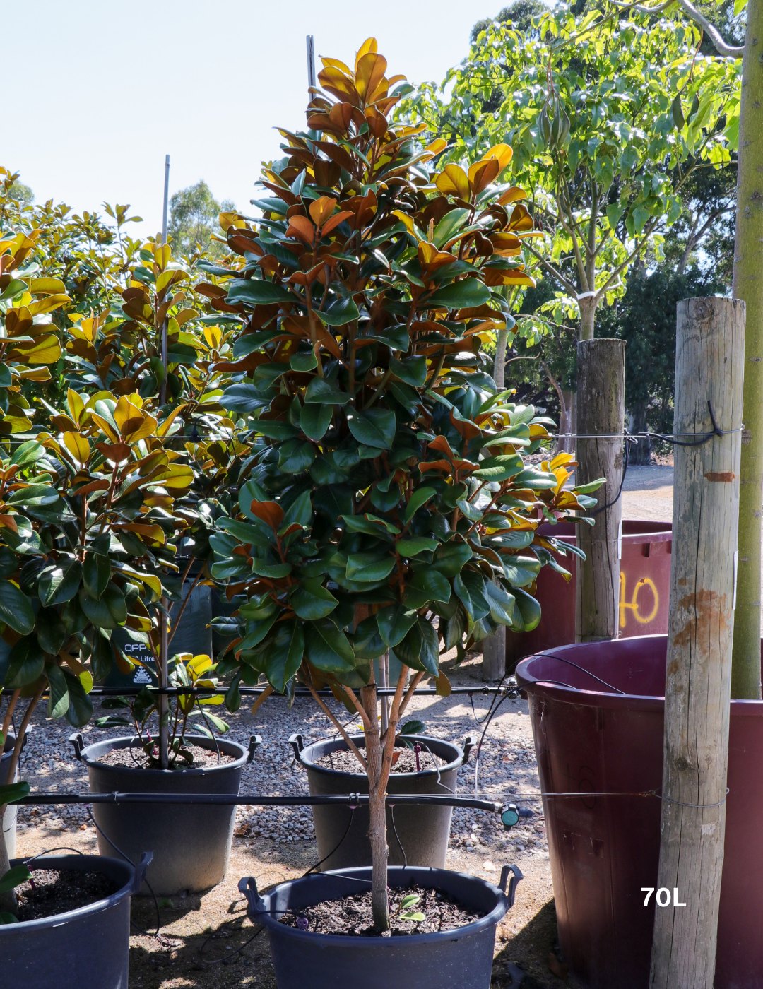 Magnolia grandiflora 'Teddy Bear'