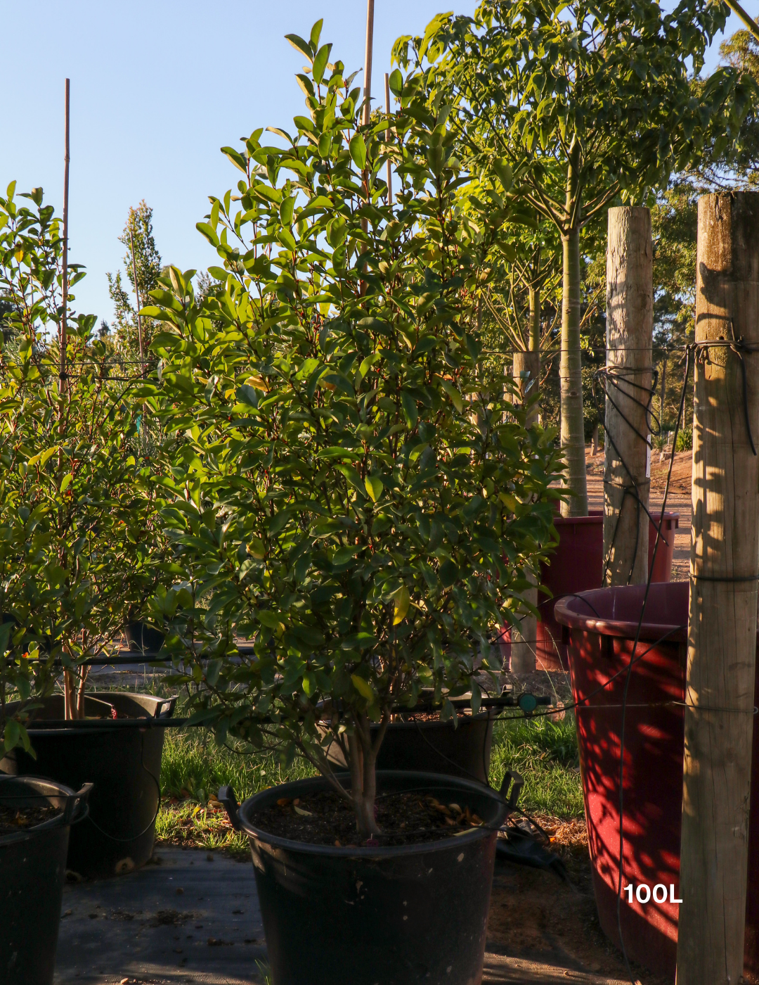 Magnolia figo x yunnanensis 'White Caviar' - White Caviar Magnolia - Evergreen Trees Direct