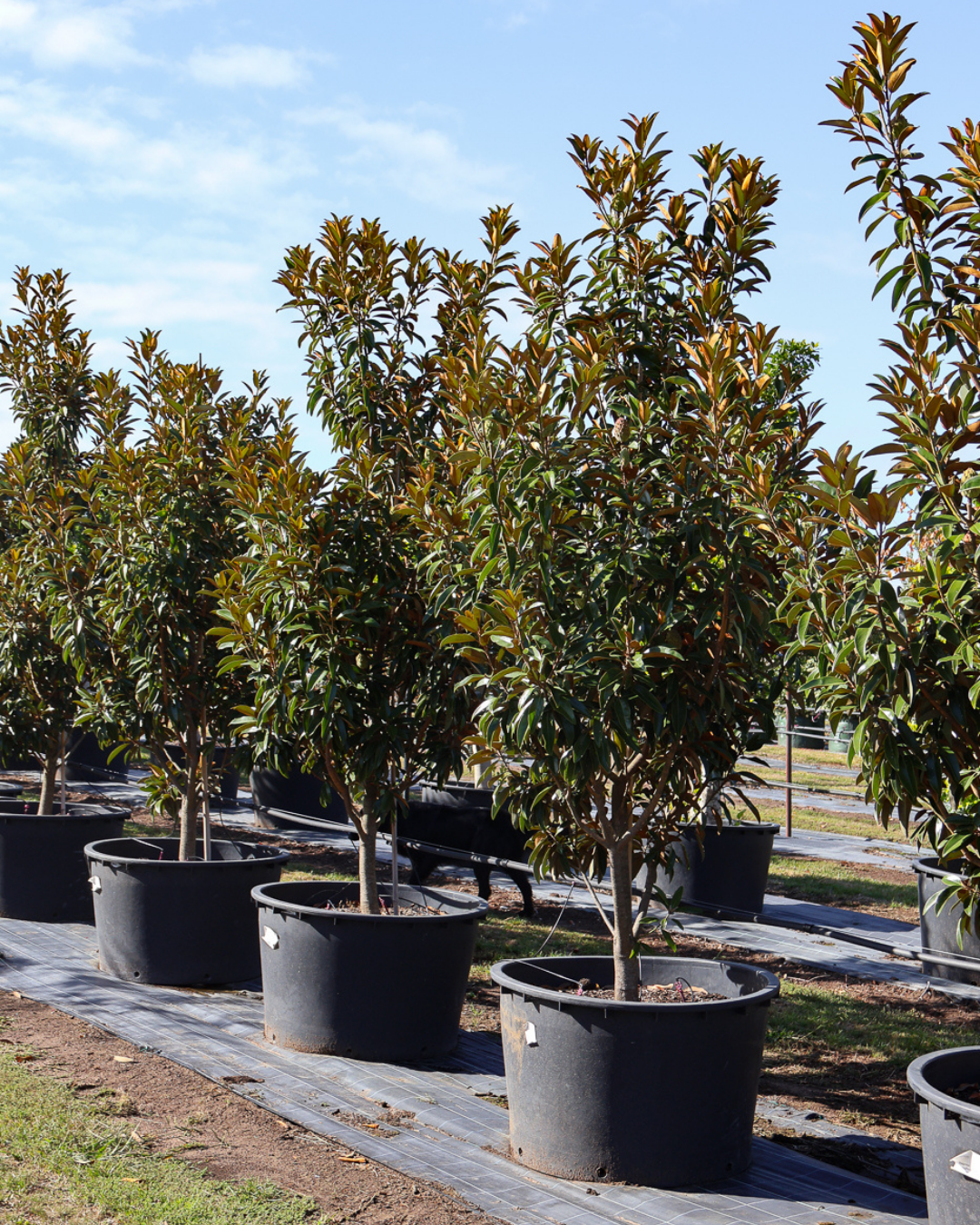 Magnolia grandiflora 'Alta'