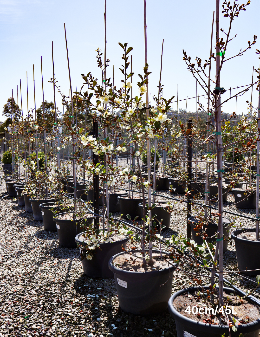 Magnolia 'Scented Pearl' - Evergreen Trees Direct