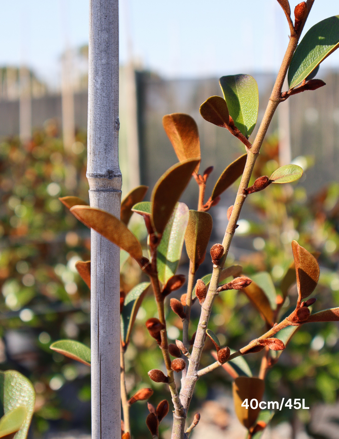 Magnolia 'Scented Pearl' - Evergreen Trees Direct