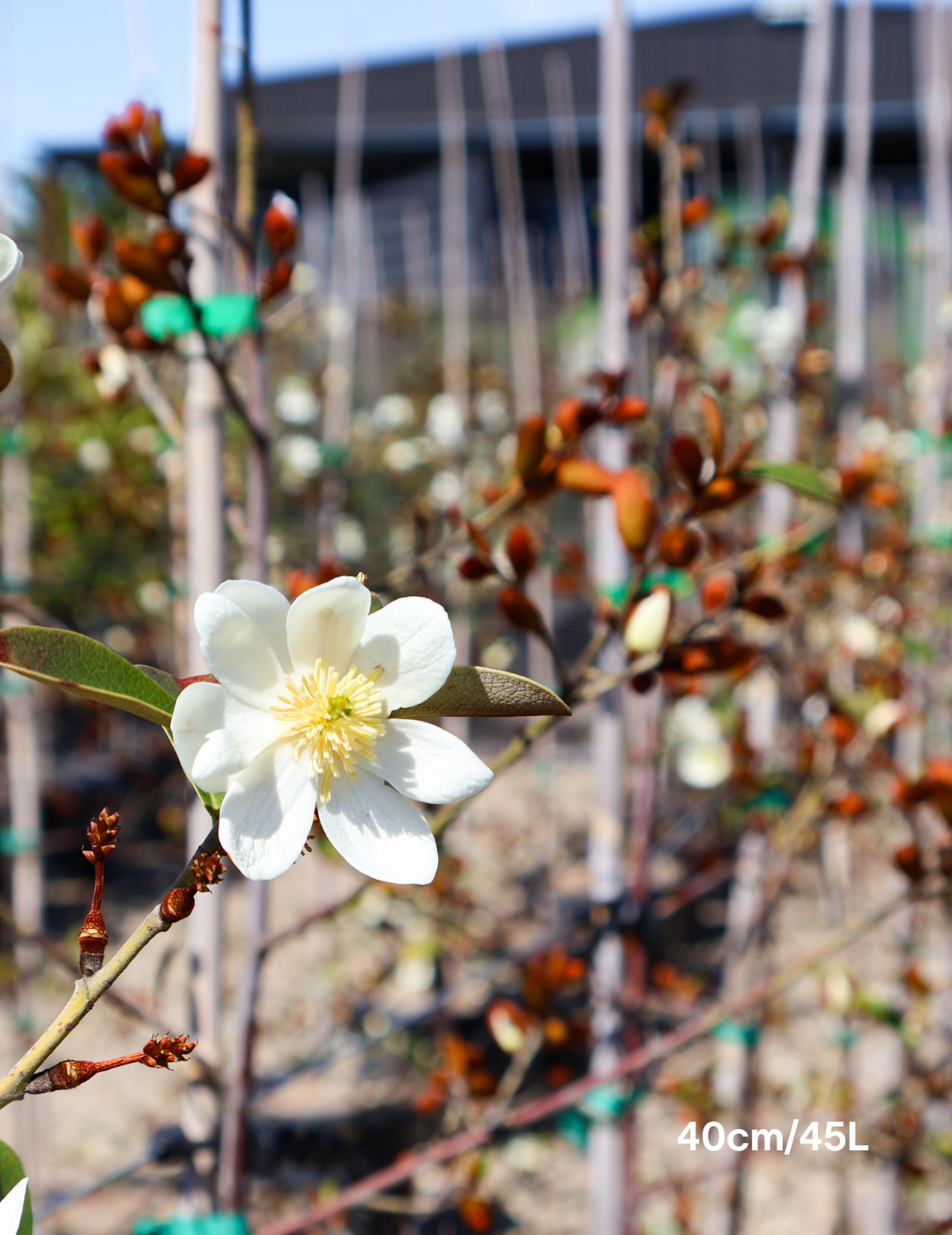 Magnolia 'Scented Pearl' - Evergreen Trees Direct