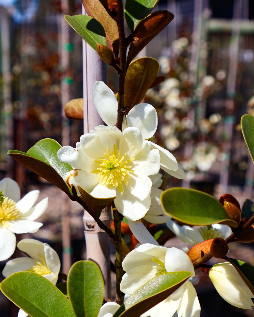 Magnolia 'Scented Pearl'