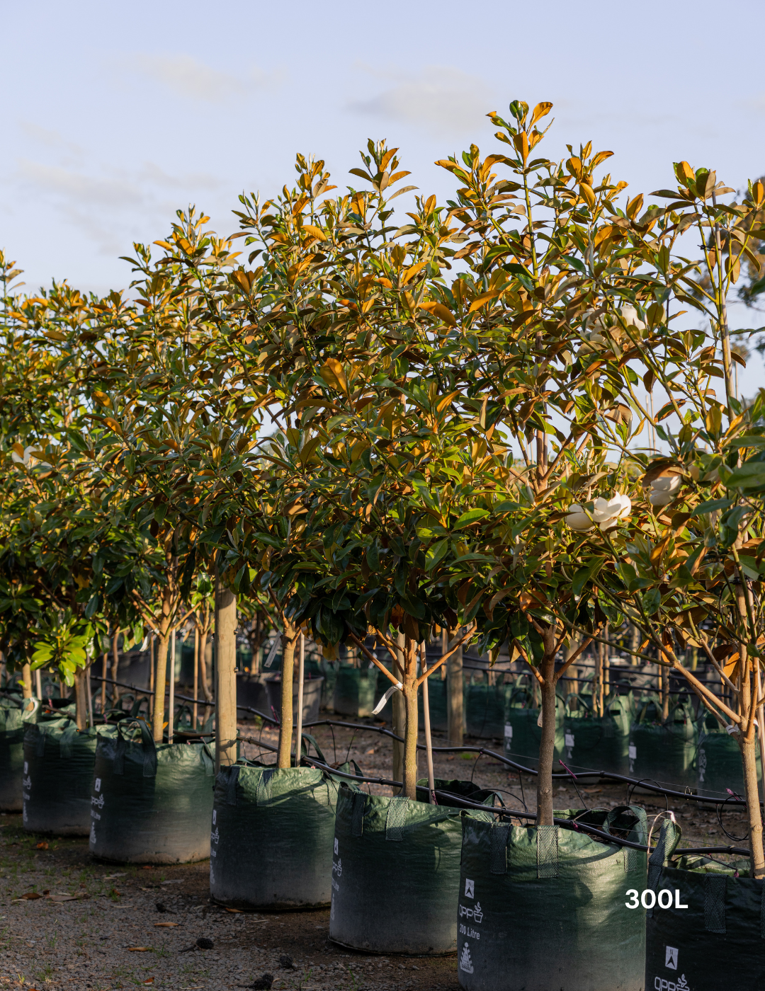 Magnolia grandiflora ‘Exmouth’ – Exmouth Magnolia