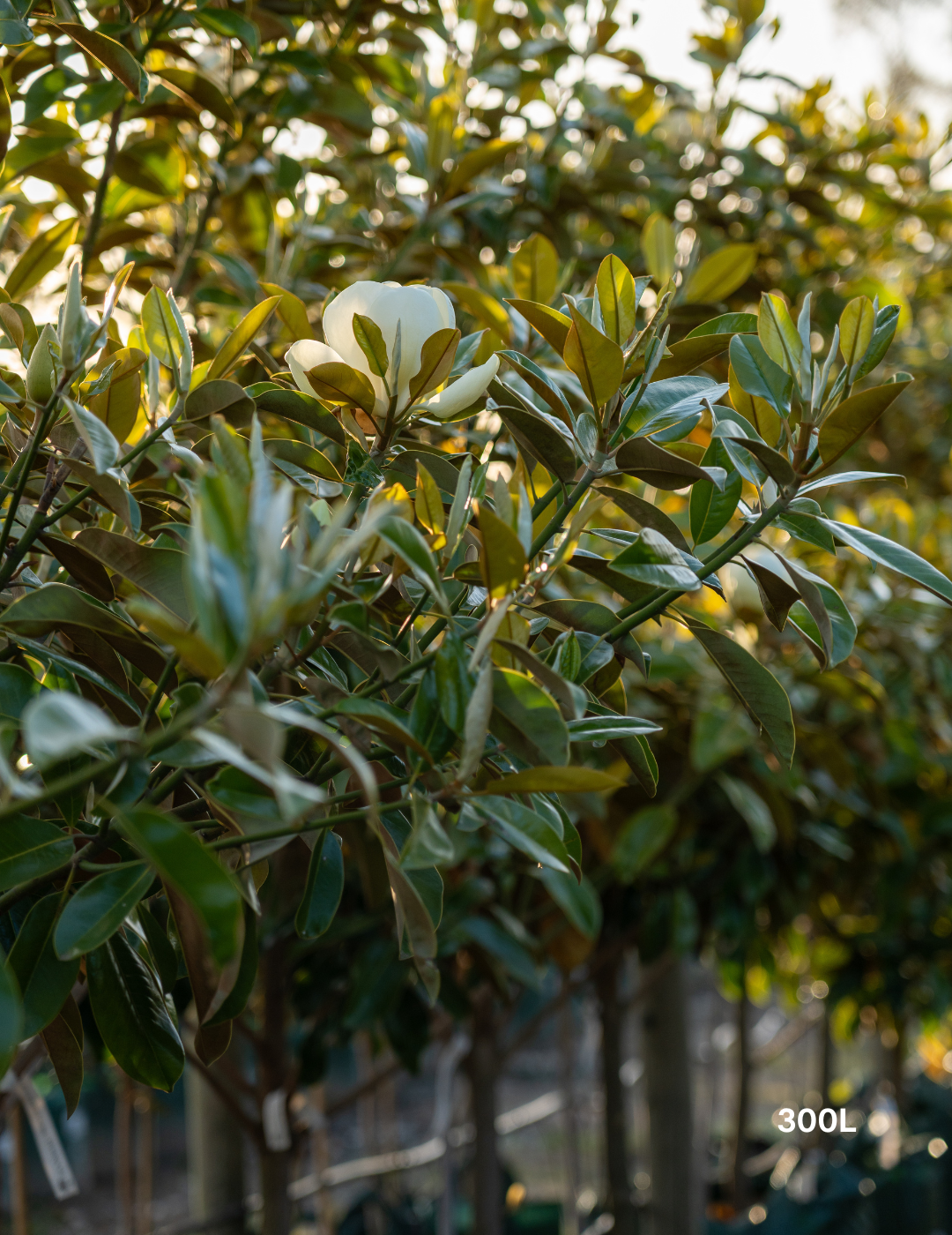Magnolia grandiflora ‘Exmouth’ – Exmouth Magnolia - Evergreen Trees Direct