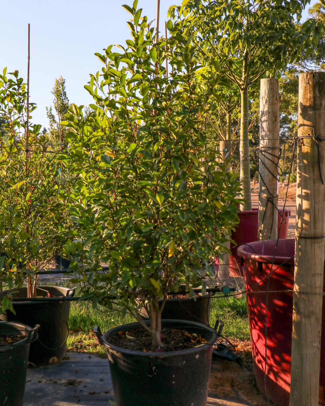 Magnolia figo x yunnanensis 'White Caviar' - White Caviar Magnolia