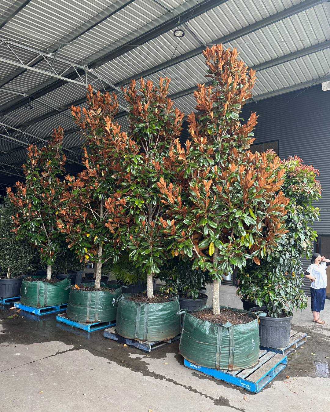 Magnolia grandiflora 'Coolwyn Gloss'
