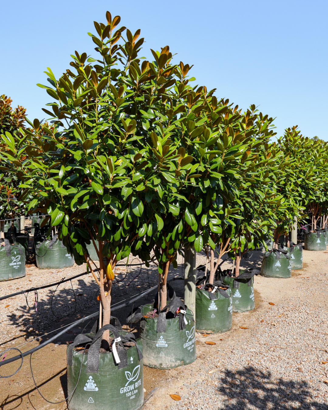 Magnolia grandiflora 'Greenback'