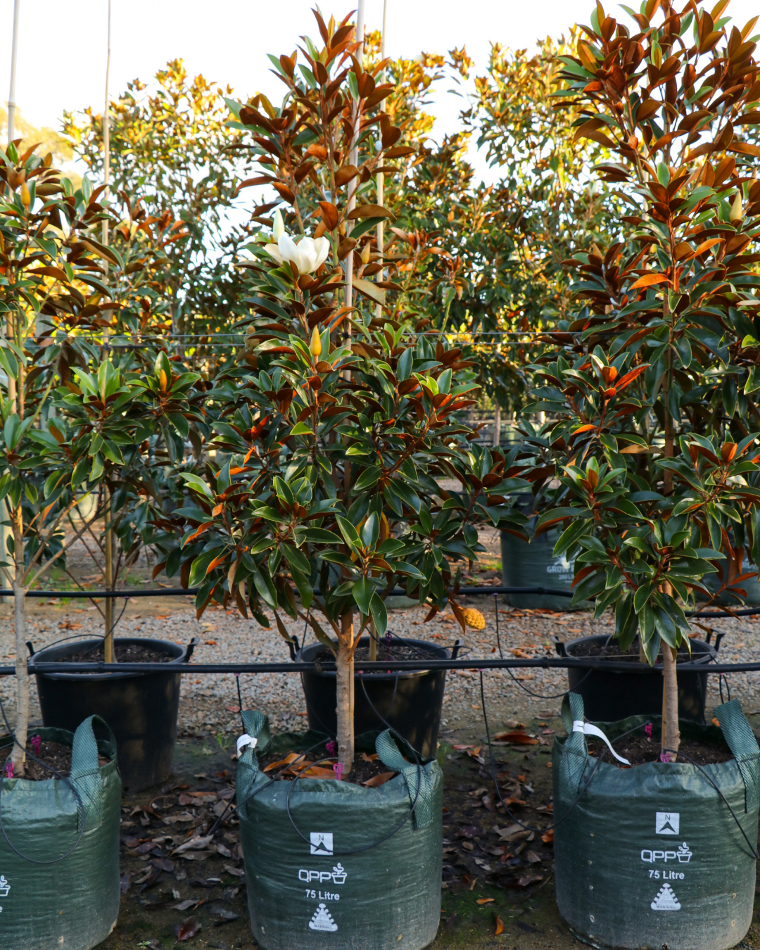 Magnolia grandiflora 'Sweet 'n' Neat'