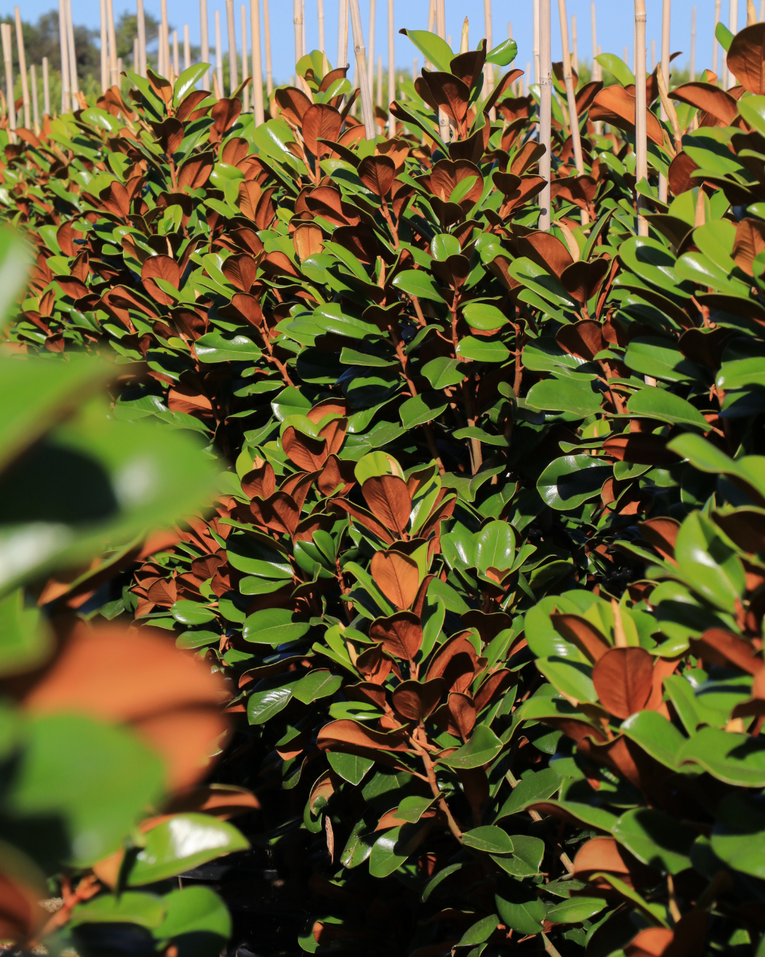 Magnolia grandiflora 'Teddy Bear'