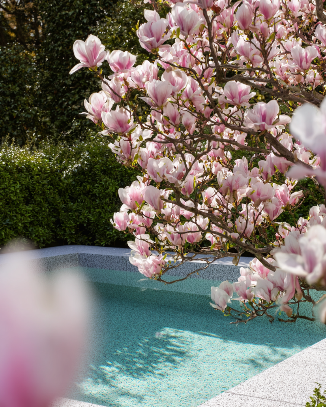 Magnolia x soulangeana