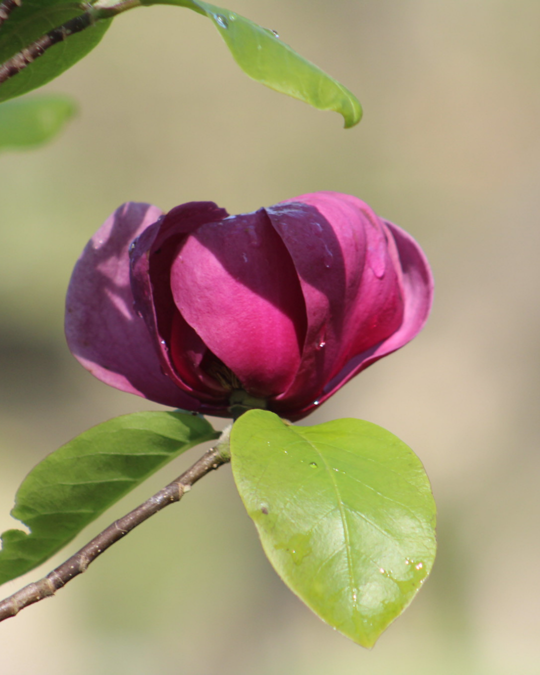 Magnolia x soulangeana 'Black Tulip'