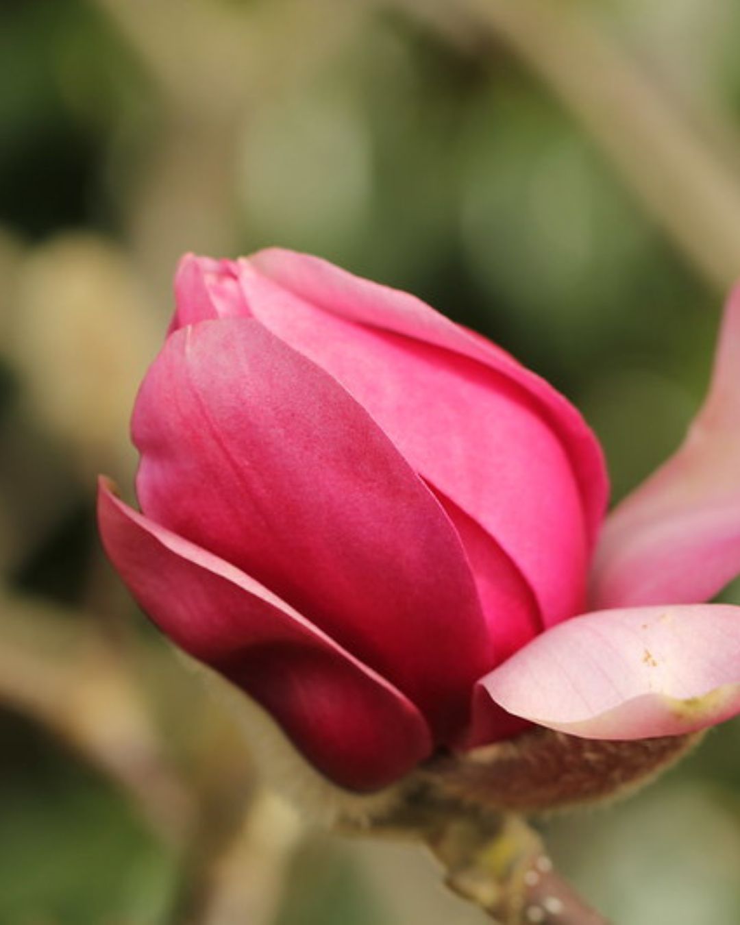 Magnolia x soulangeana 'Vulcan'