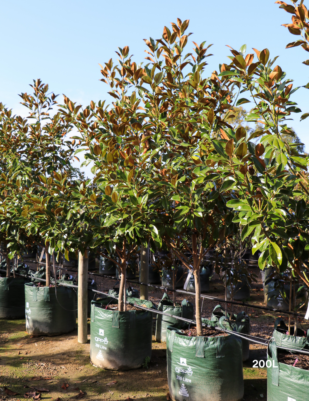 Magnolia Exmouth - Evergreen Trees Direct