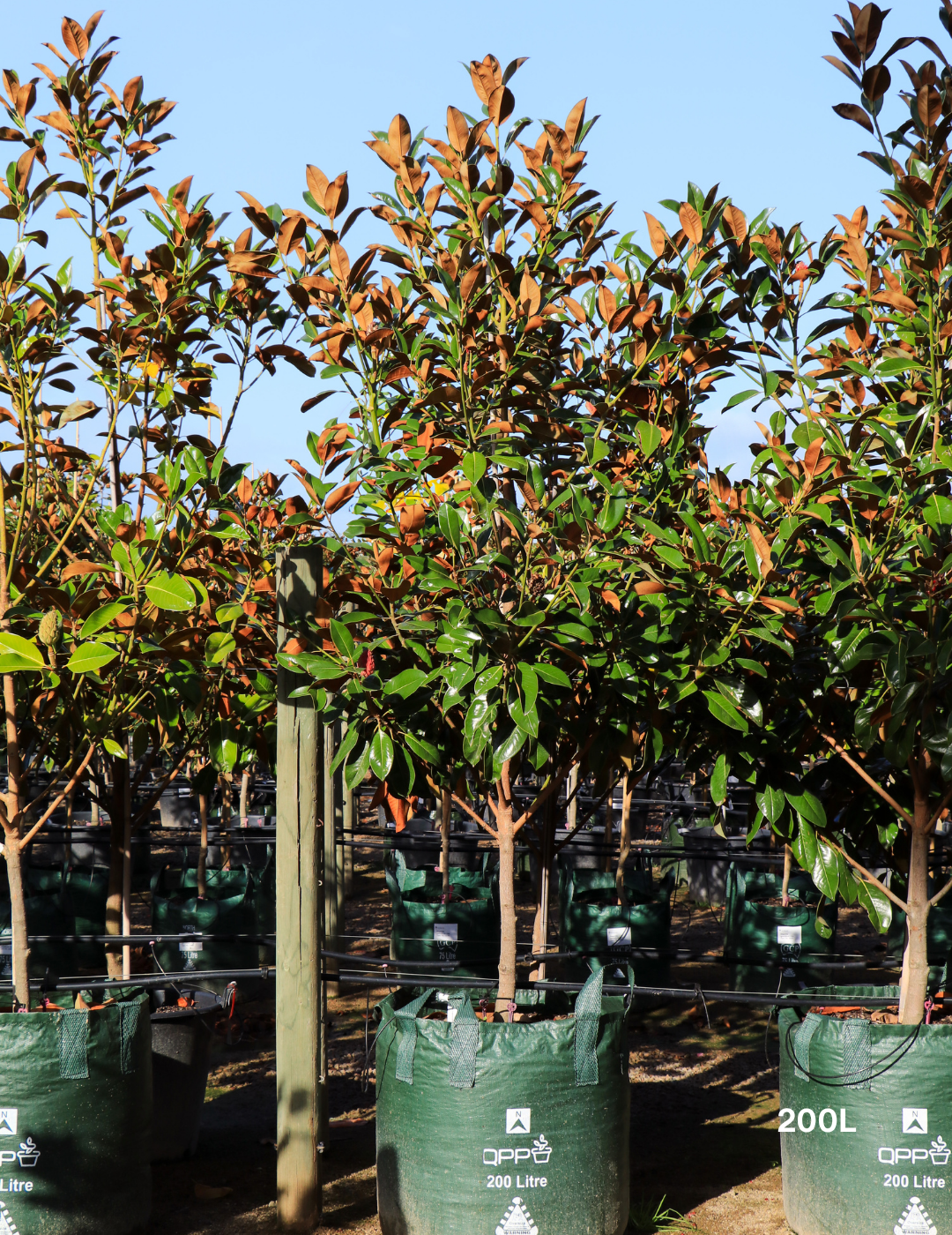 Magnolia Exmouth - Evergreen Trees Direct