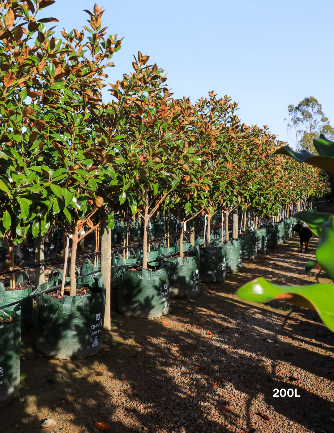 Magnolia Exmouth - Evergreen Trees Direct