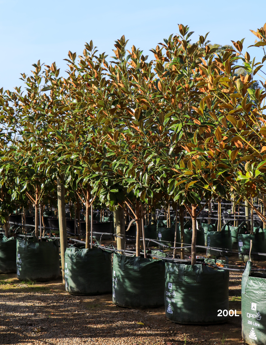 Magnolia Exmouth - Evergreen Trees Direct