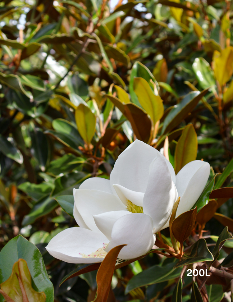 Magnolia grandiflora 'Little Gem'