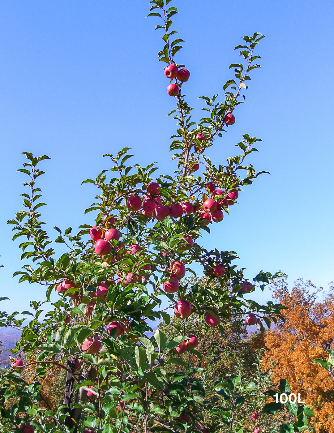 Malus domestica 'Pink Lady' Apple - Evergreen Trees Direct