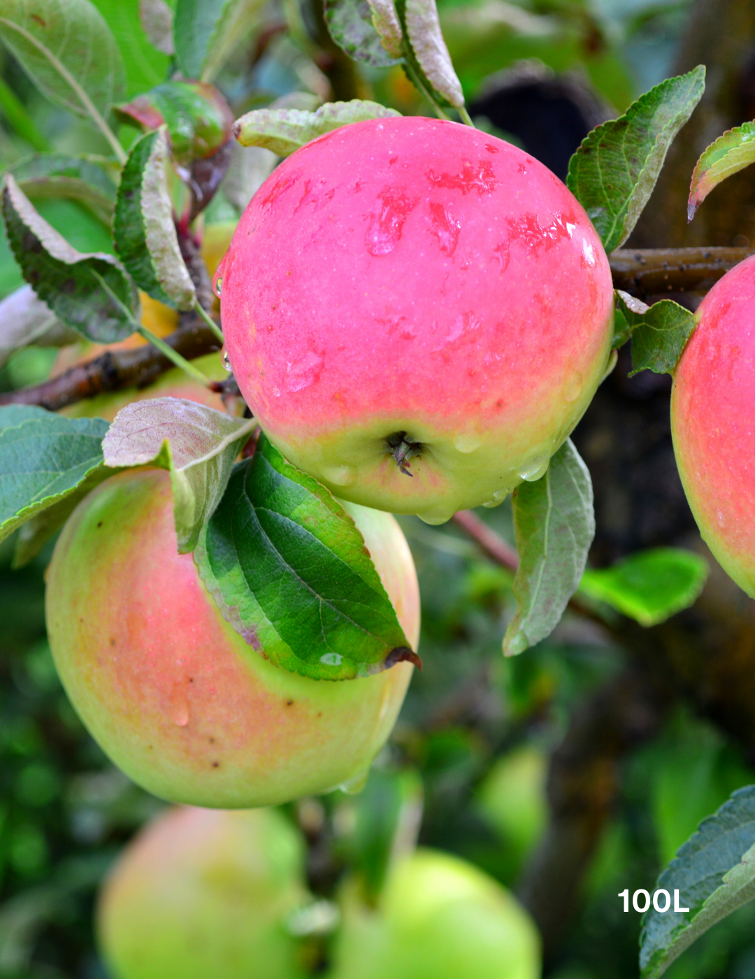 Malus domestica 'Pink Lady' Apple - Evergreen Trees Direct