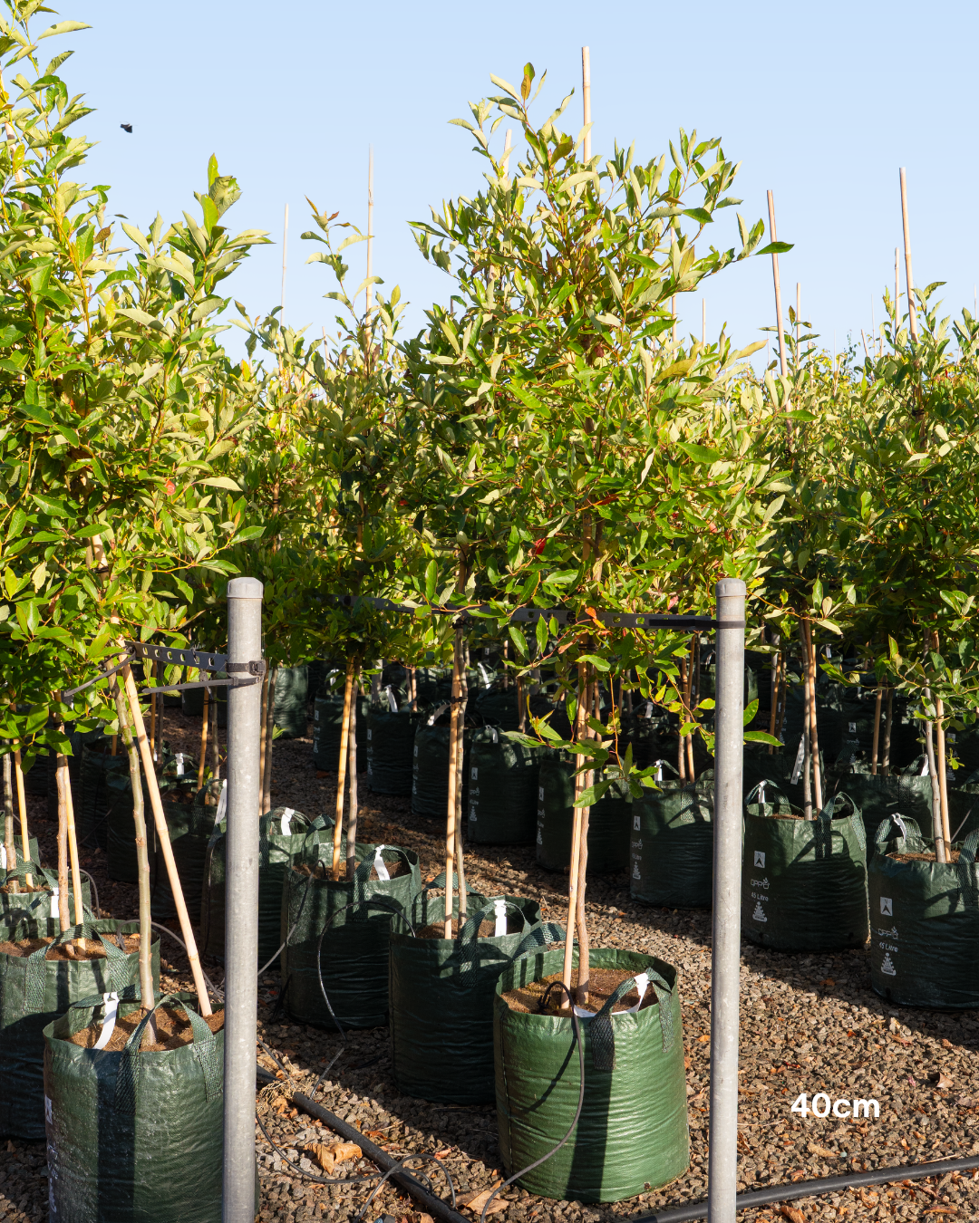 Malus ioensis 'Plena' Double-Flowered Crab Apple