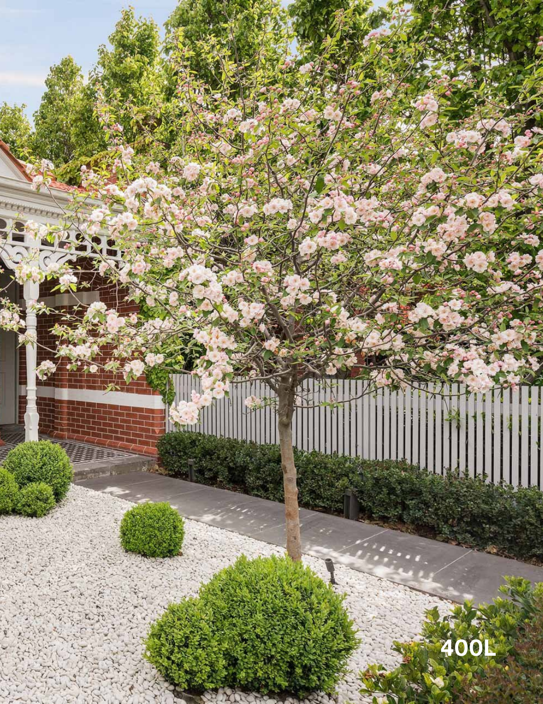 Malus ioensis 'Plena' Double-Flowered Crab Apple