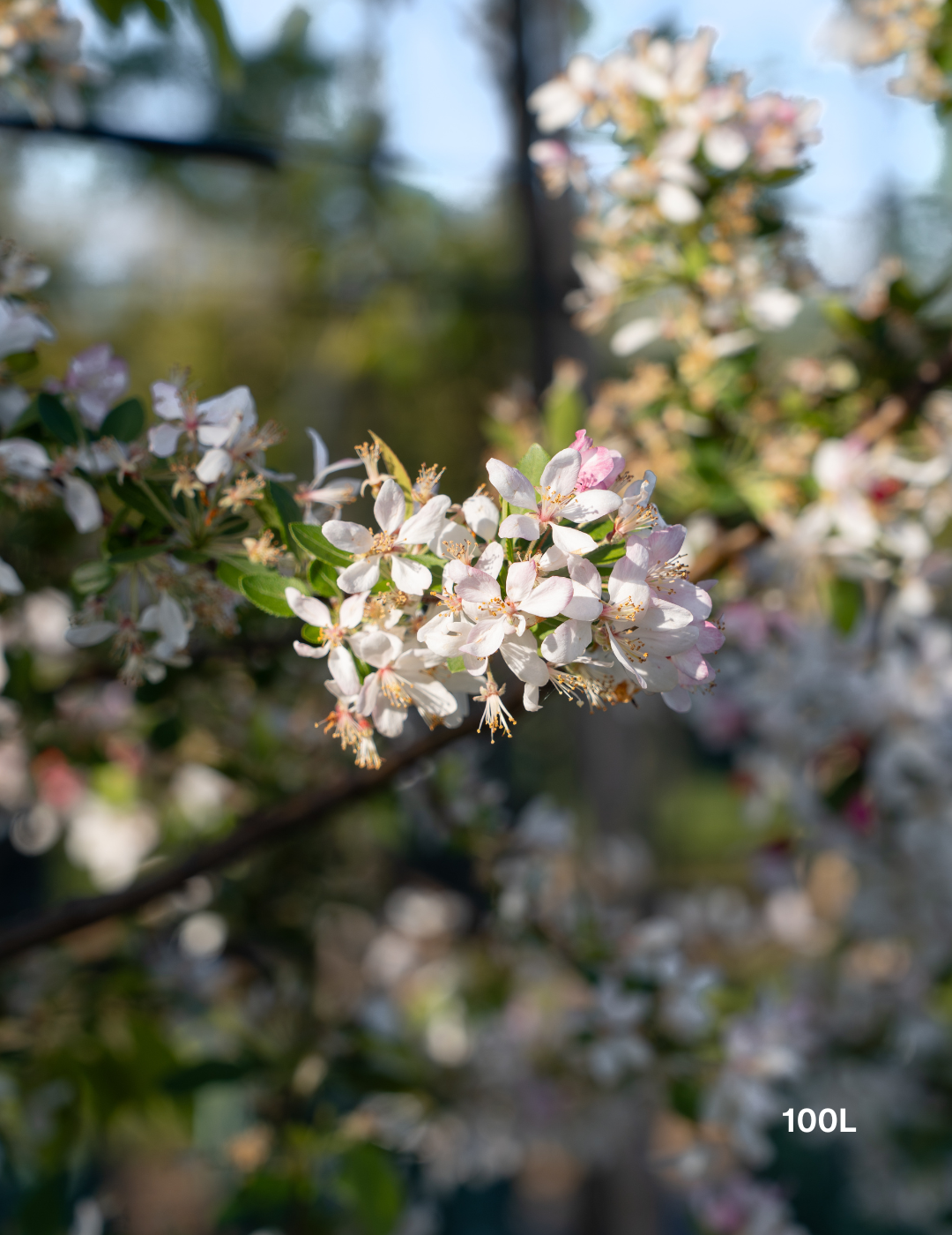Malus floribunda (Japanese Crabapple) - Evergreen Trees Direct