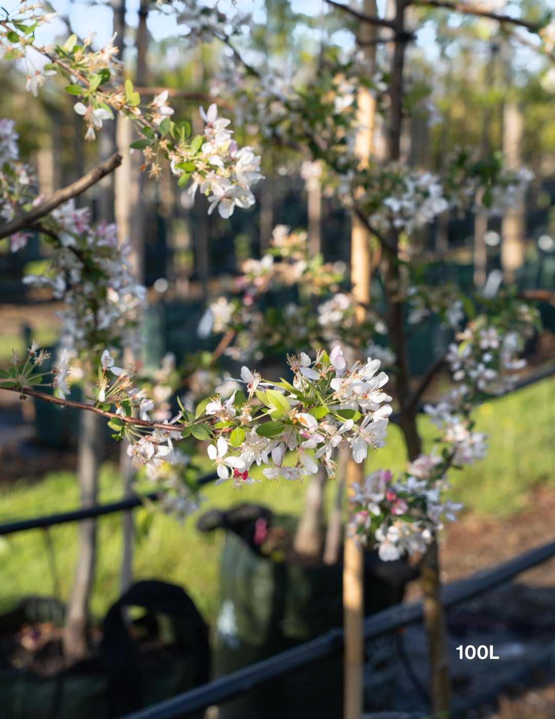 Malus floribunda (Japanese Crabapple) - Evergreen Trees Direct
