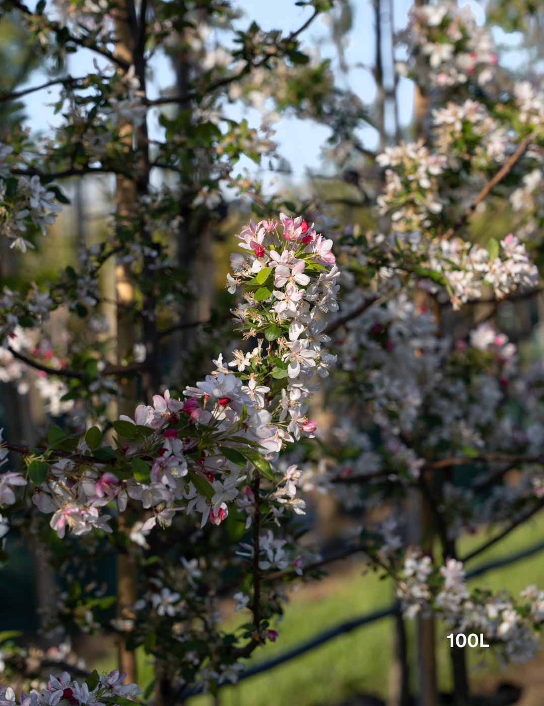 Malus floribunda (Japanese Crabapple) - Evergreen Trees Direct