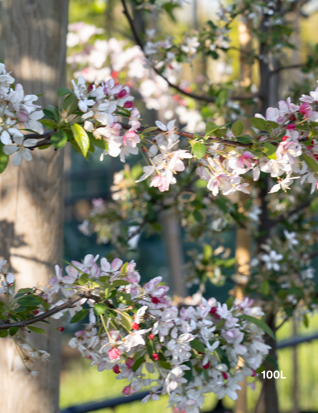 Malus domestica 'Gala' Apple