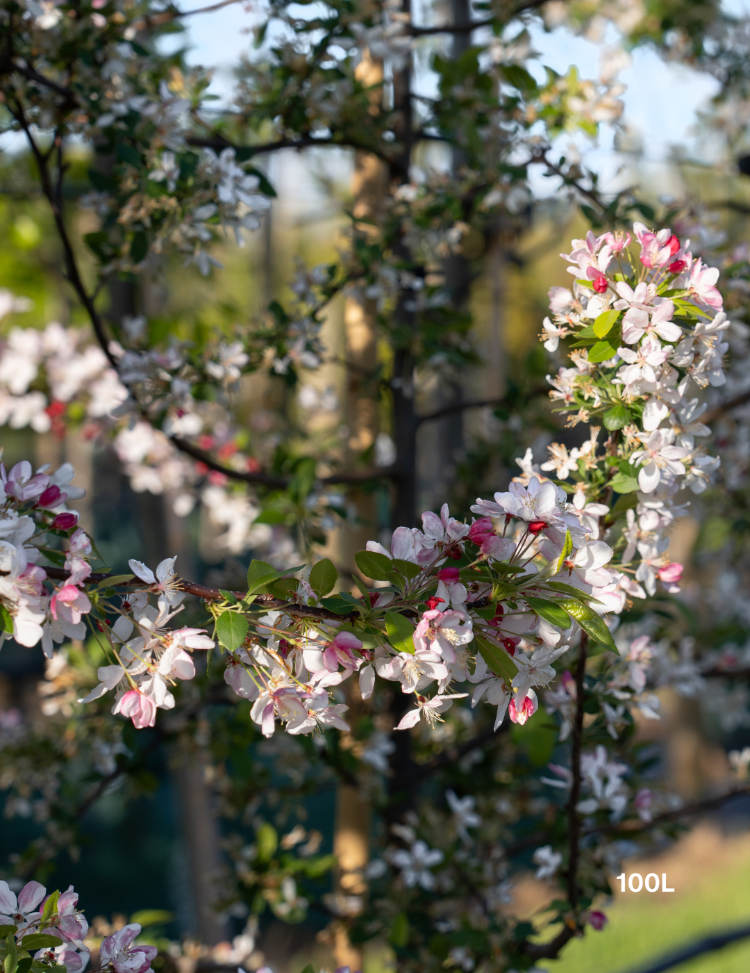 Malus domestica 'Gala' Apple