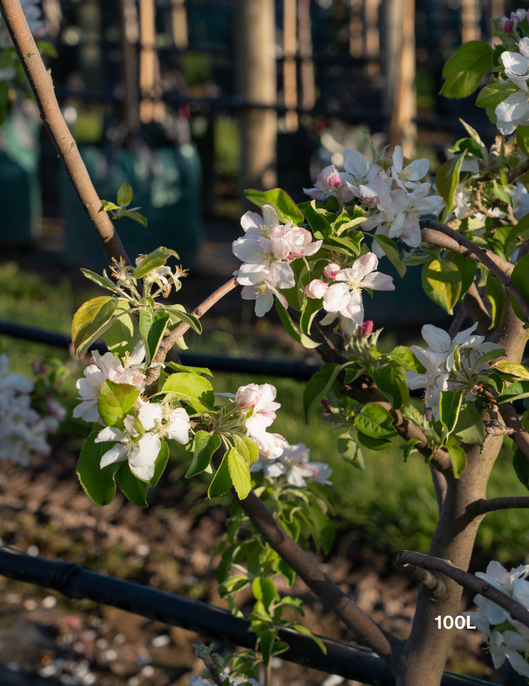 Malus domestica 'Granny Smith' Apple