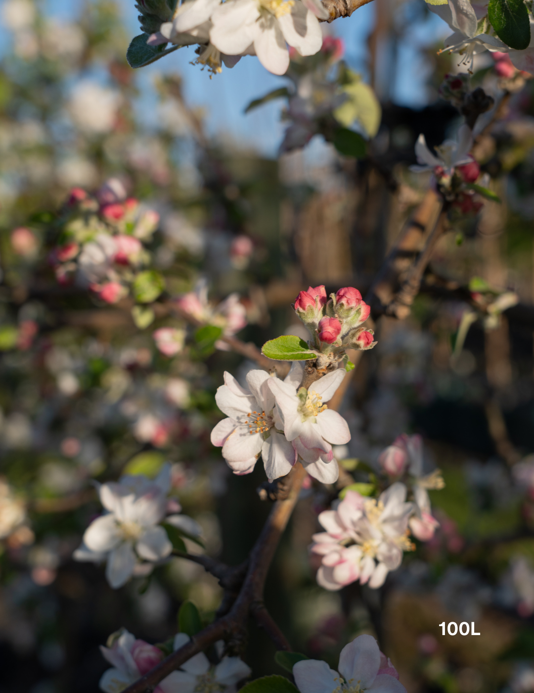 Malus domestica 'Granny Smith' Apple