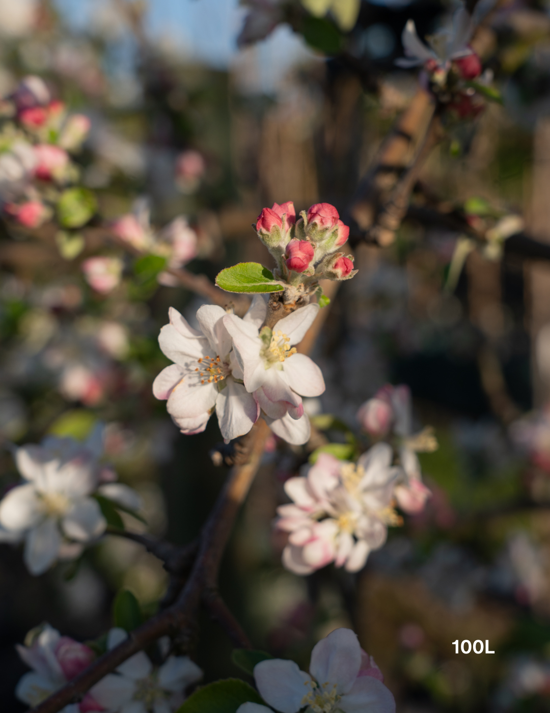 Malus domestica 'Granny Smith' Apple