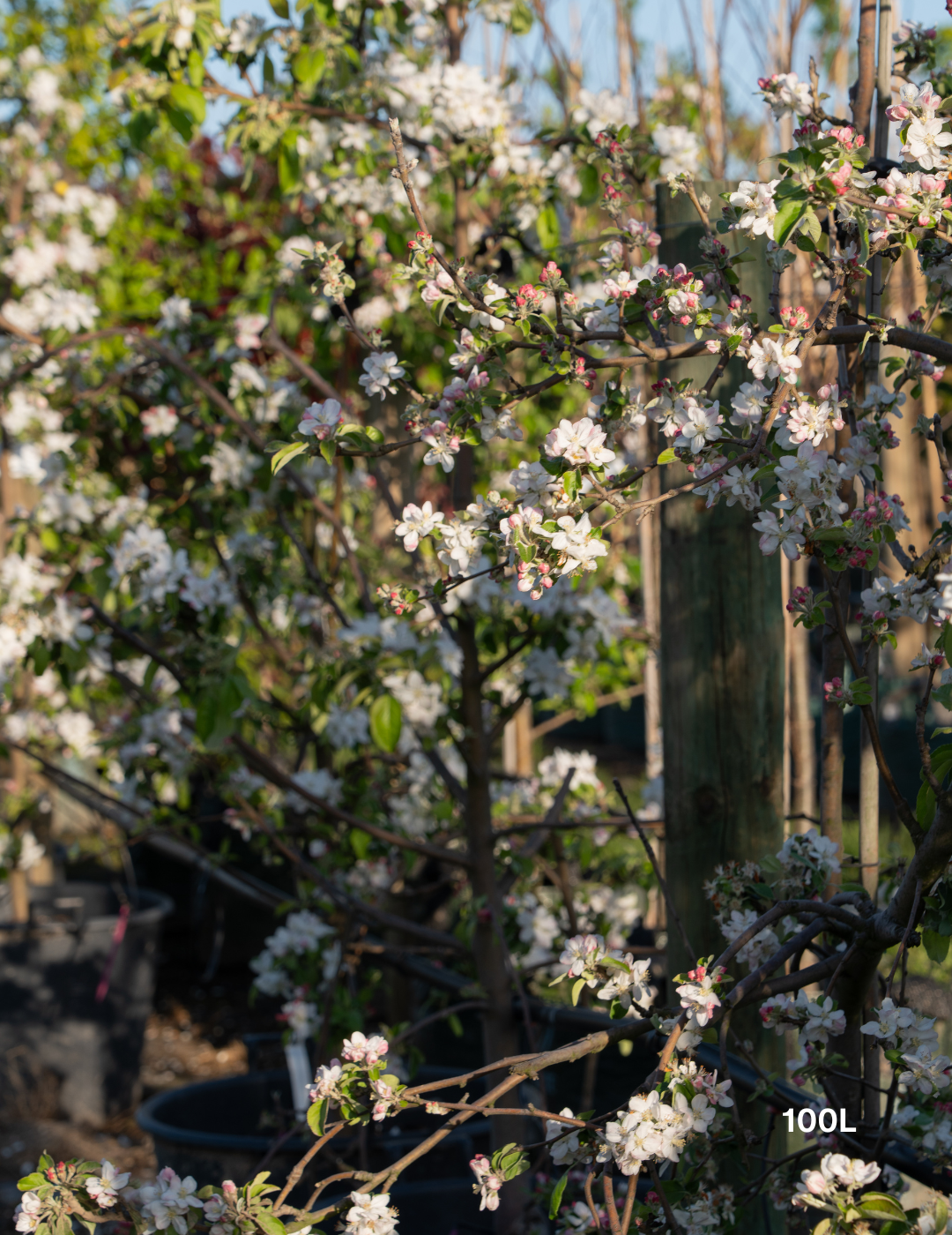 Malus domestica 'Granny Smith' Apple