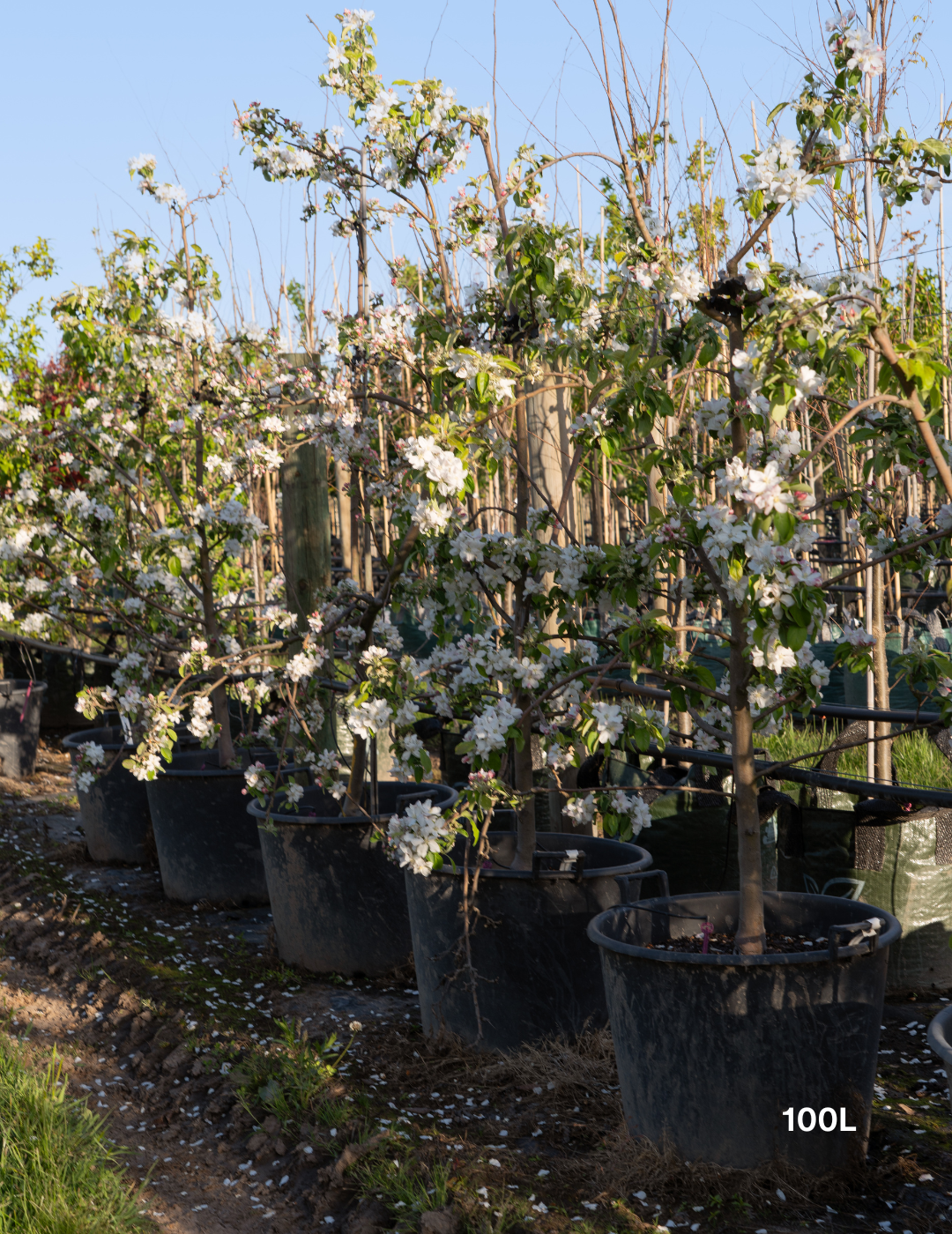 Malus domestica 'Granny Smith' Apple