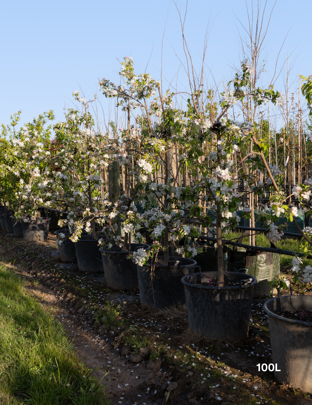 Malus domestica 'Granny Smith' Apple